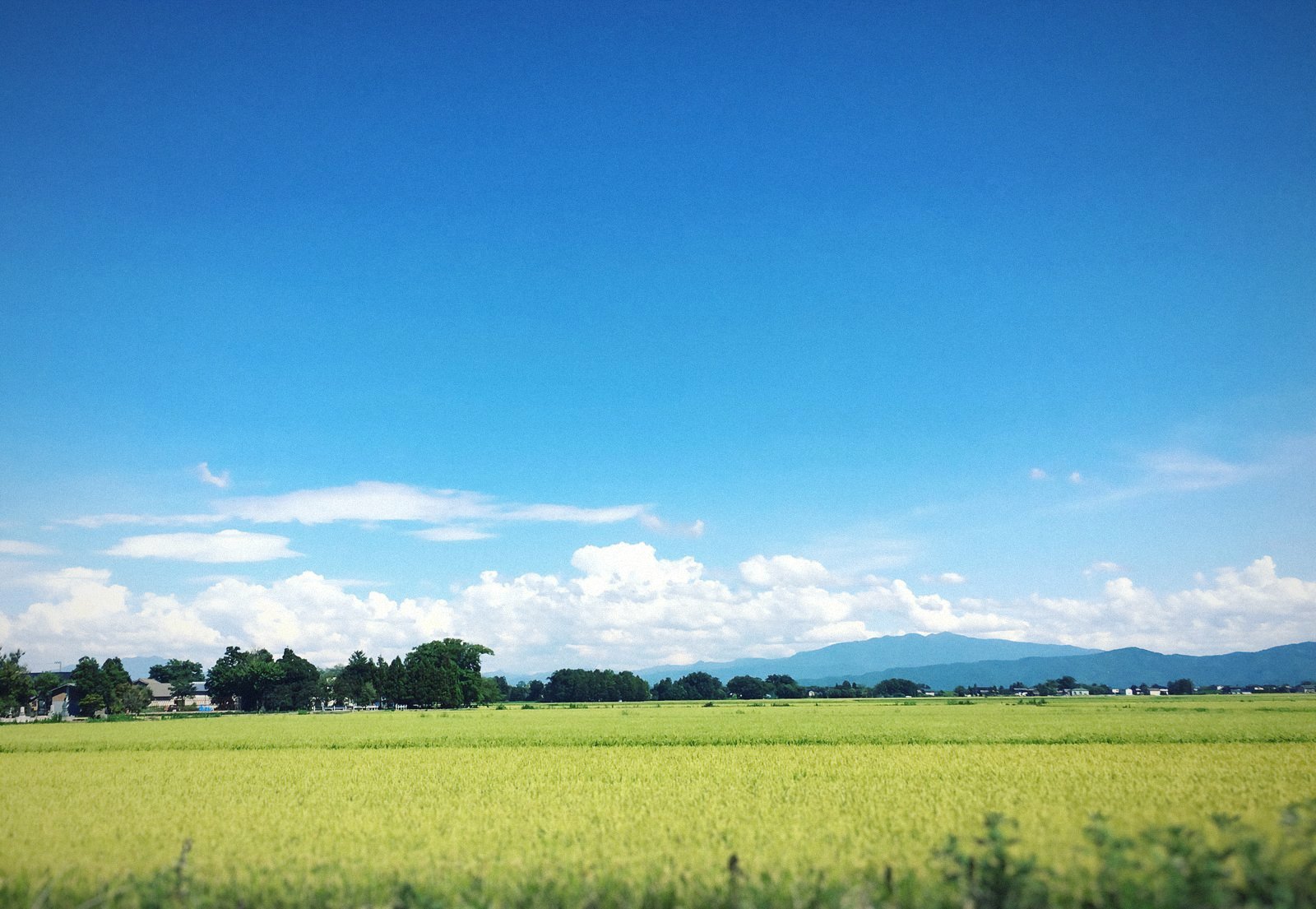 越後平野の田園風景